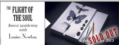 Death and Burial of Mouse Robin