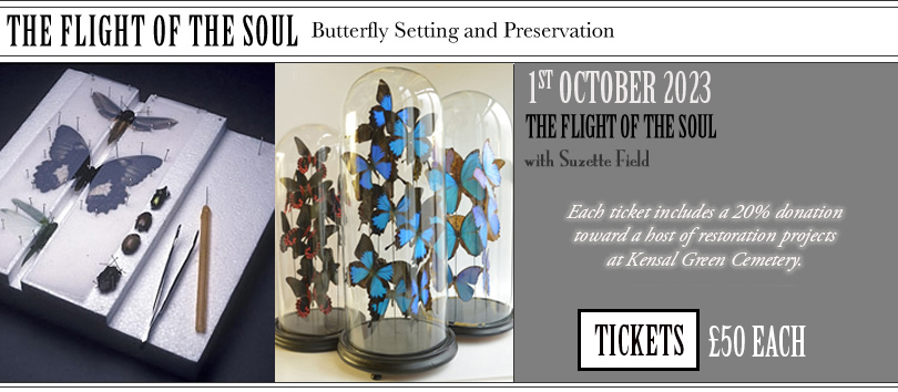 Butterfly setting and preservation