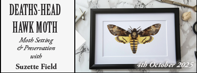 Deaths Head Moth