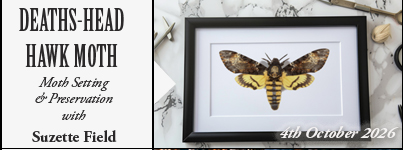 Deaths Head Hawk Moth