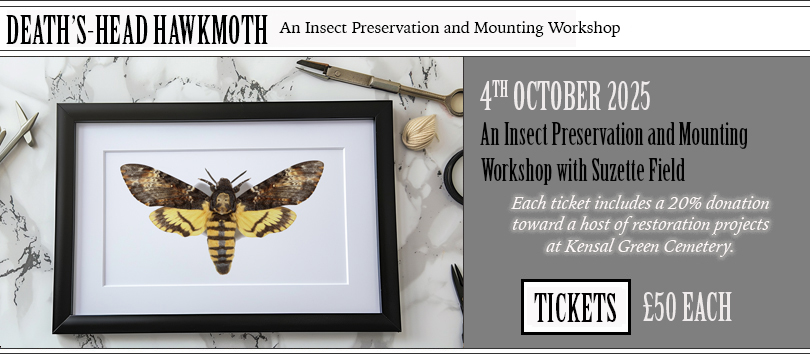 Butterfly setting and preservation