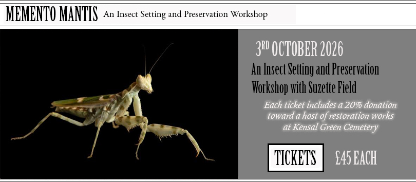Insect setting and preservation